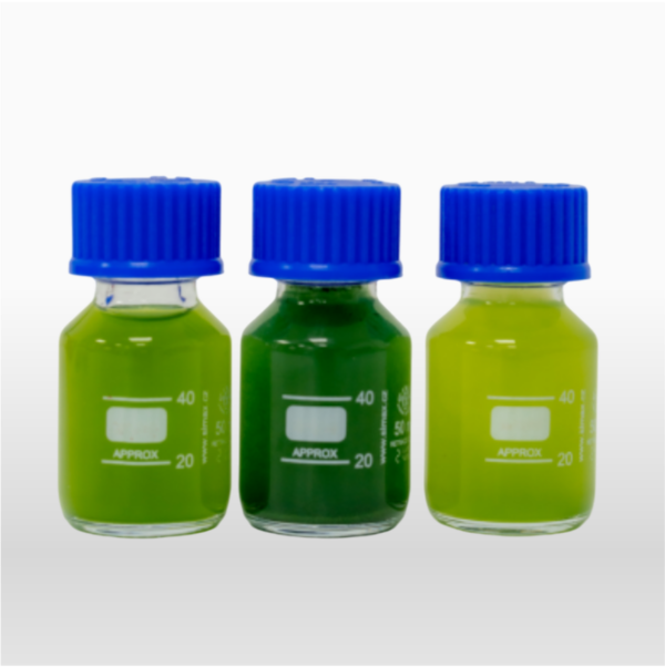 Spirulina - Chlorella - Scedesmus - Biomasa Liquida Celula Viva